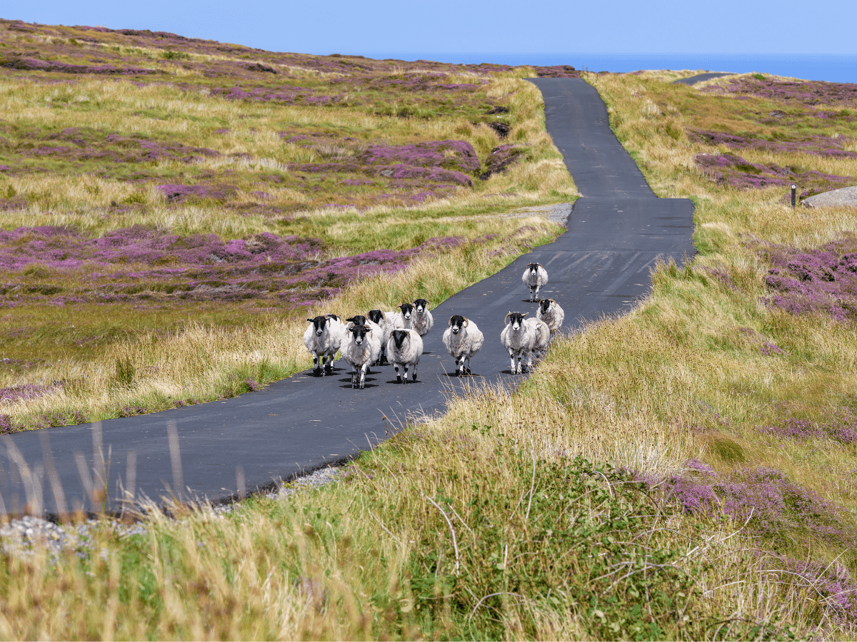 Ireland’s Most Scenic Coastal Drives: A Must-See for Road Trip Enthusiasts